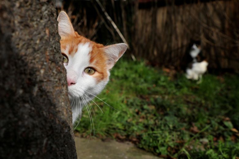 I gatti andrebbero tenuti in casa (per il loro bene) 