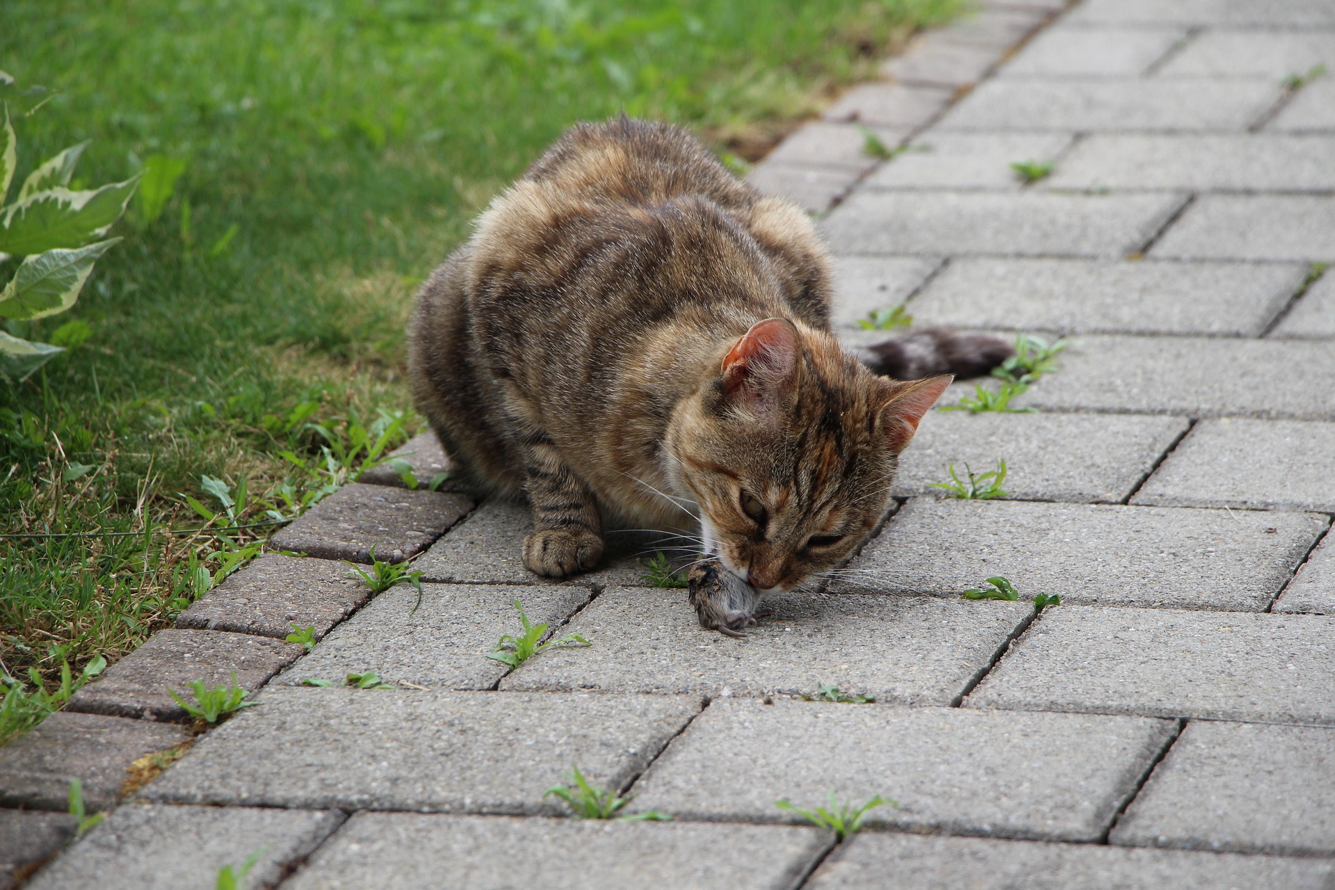 I gatti selvatici possono essere addomesticati se catturati