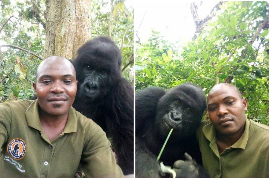 Una spiegazione etologica al "selfie" con i gorilla che ha fatto il giro del mondo.