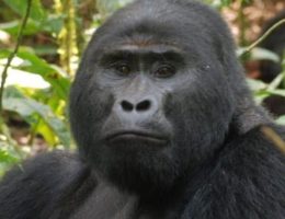 gorilla