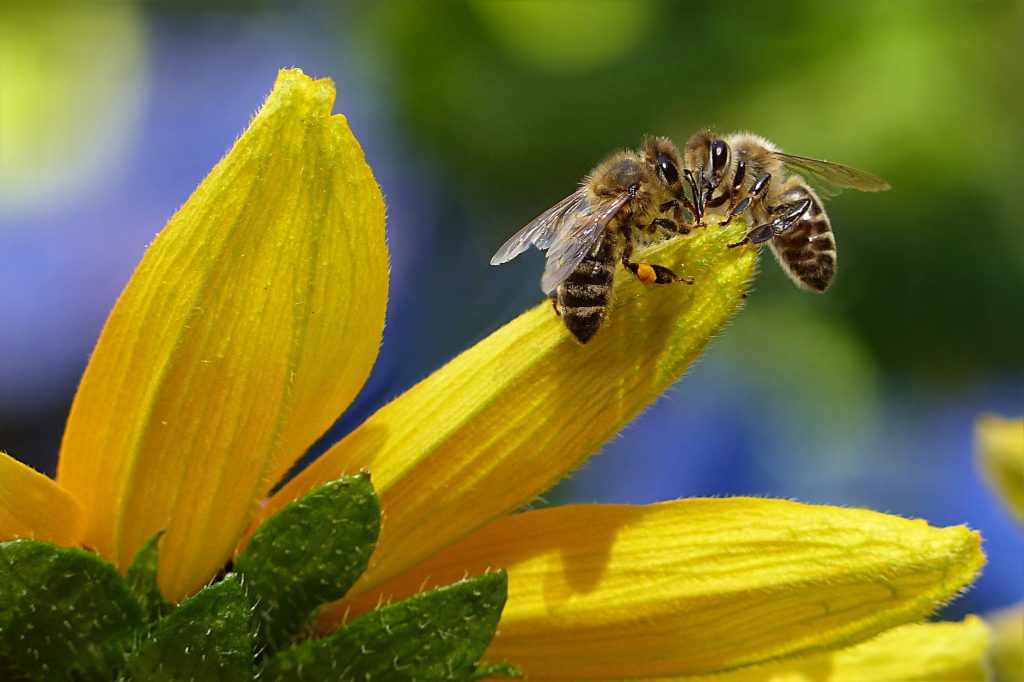 bee sipping nectar on flower during daytime